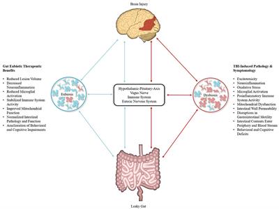 Gut Microbiota as a Therapeutic Target to Ameliorate the Biochemical, Neuroanatomical, and Behavioral Effects of Traumatic Brain Injuries